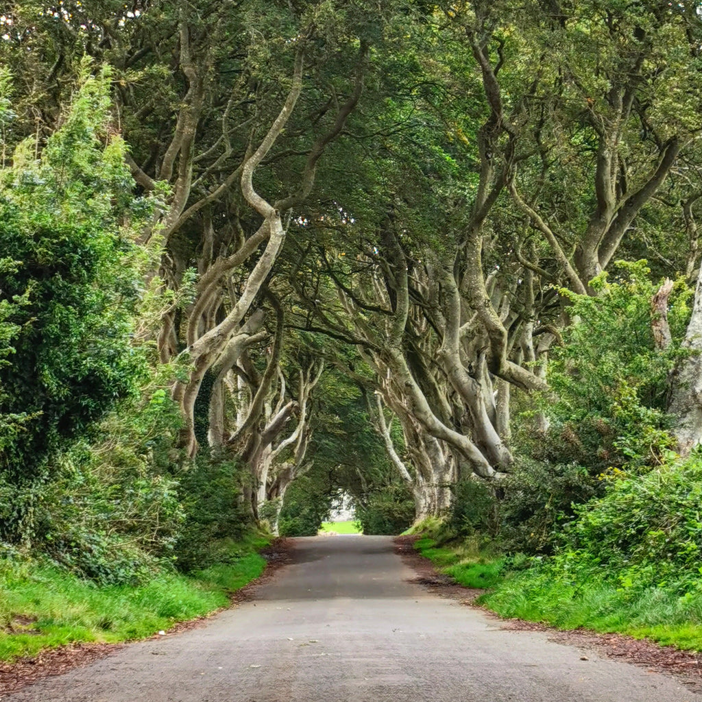 The Dark Hedges