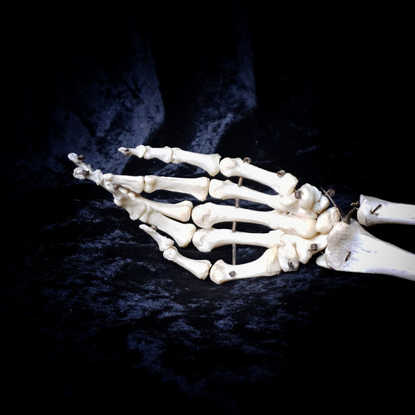 Adam Rouilly articulated arm