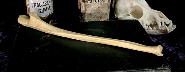 Human ulna