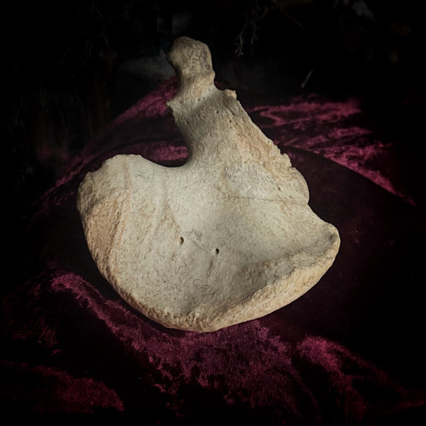 Adam Rouilly Human scapula (shoulder blade)