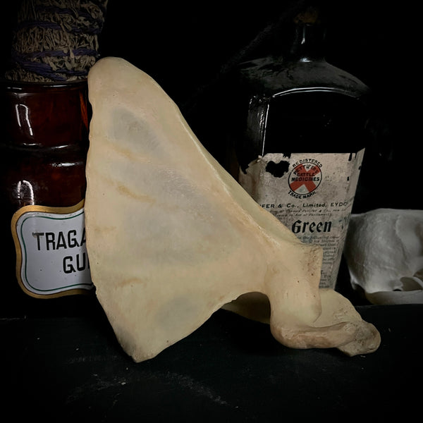 Human scapula (shoulder blade)