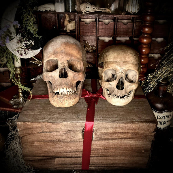 Human skull OR Mystery box raffle