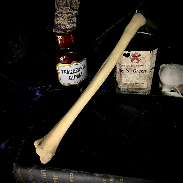 Human radius bone