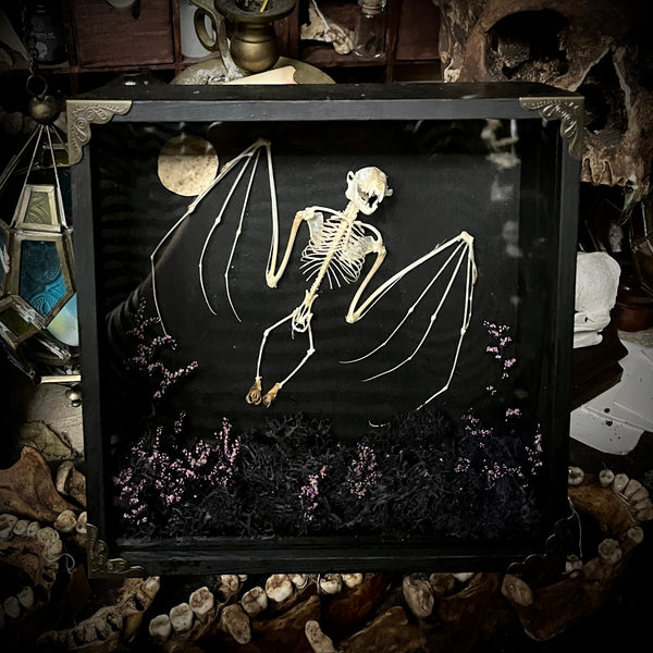 Flying Fruit Bat Skeleton