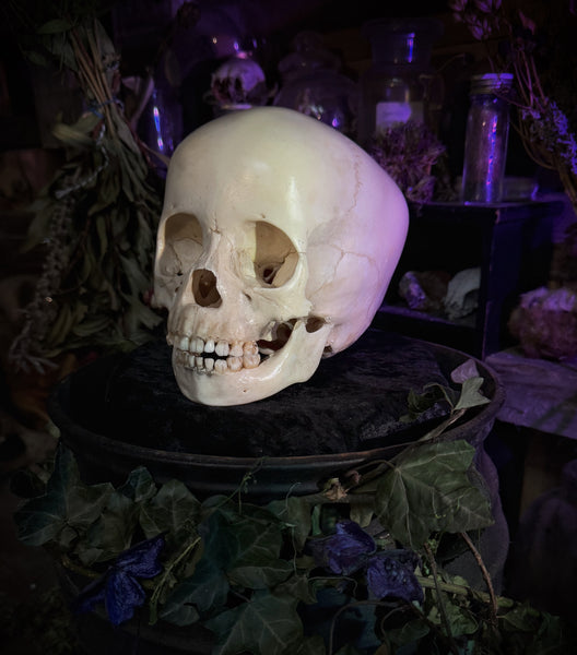 Human child skull