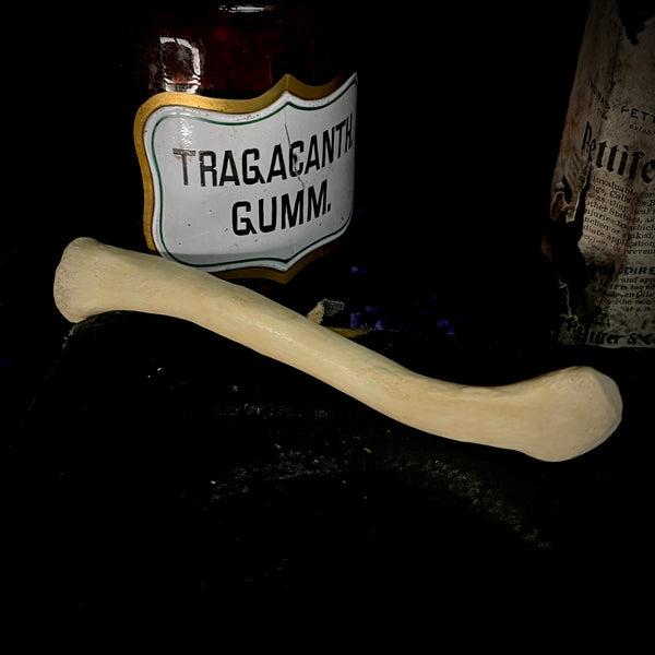 Human clavicle