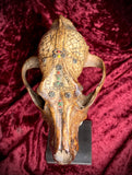 Tribal dog skull