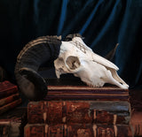 Ram skull with web of wyrd