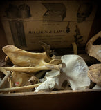 Human bone mystery package