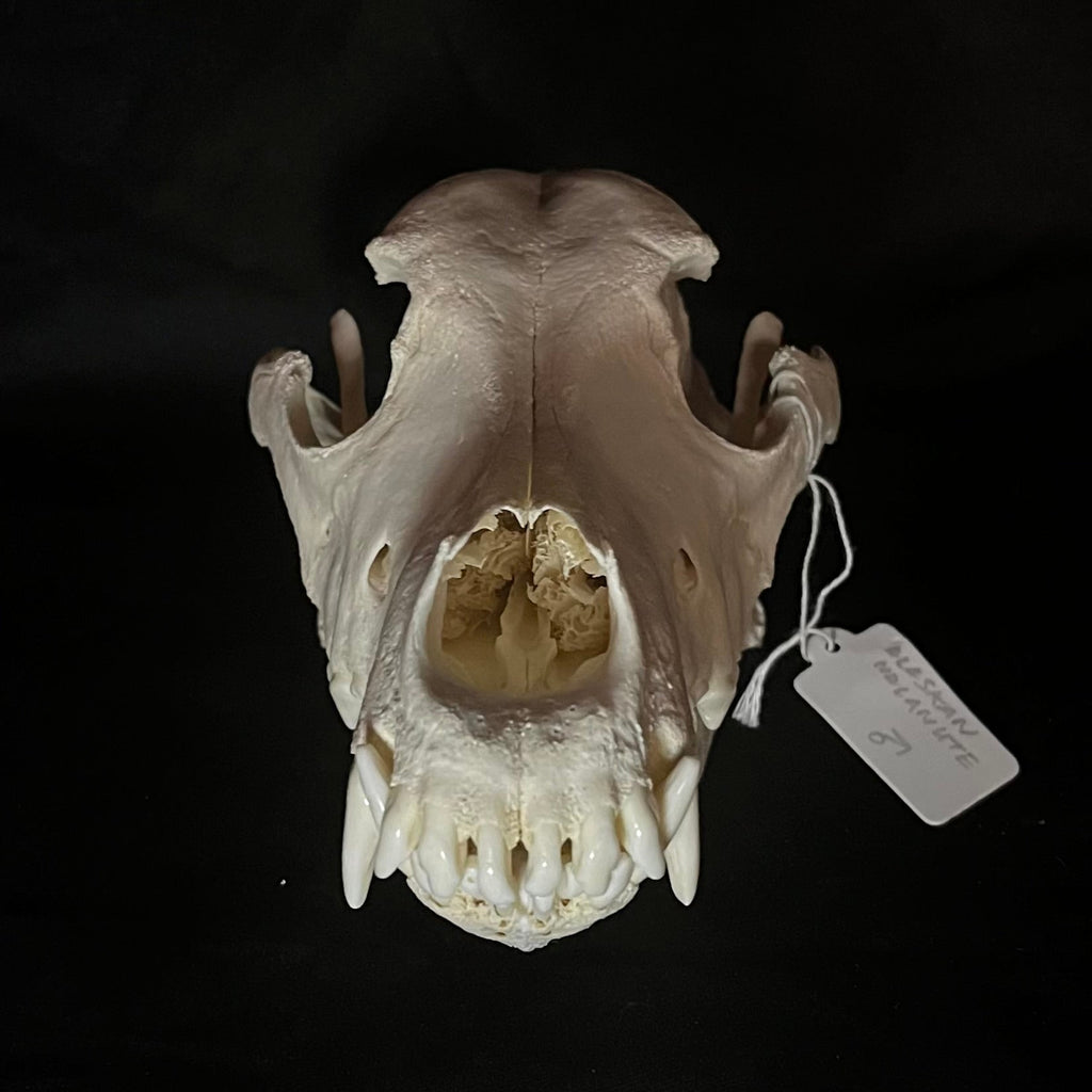 How To Clean Found Bones