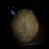 Human skull