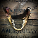 A mandible