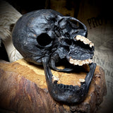 Human skull with mandible