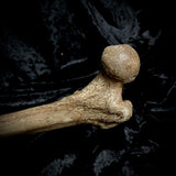 Human femur bone