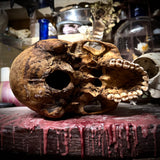 Human skull