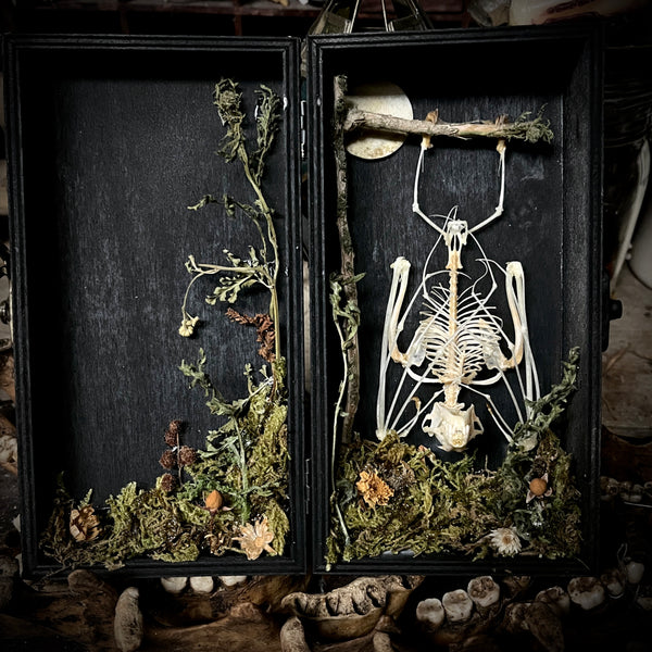 Small Fruit Bat Skeleton - Curio Box