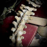Articulated human spine