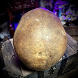 Human skull