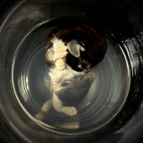 Item 7. Wet kitten