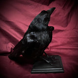 Taxidermy crow