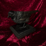Taxidermy “Jackdaw”