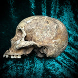 Human skull *COMPETITION*