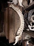 Articulated human spine