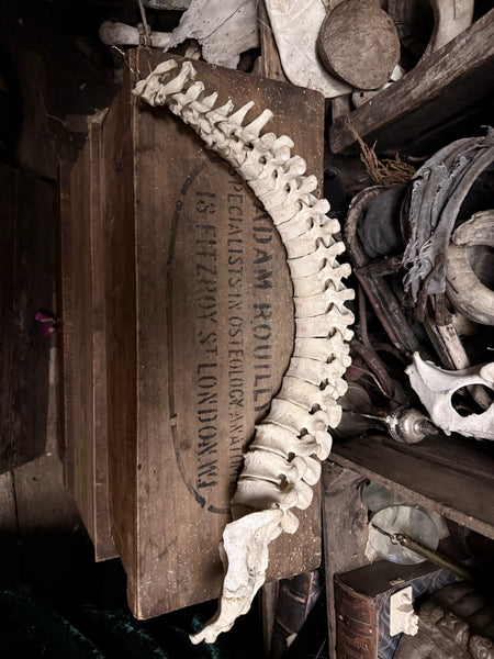 Articulated human spine