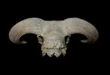 Item 16. Ram skull