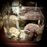 Medically preserved fetal specimen