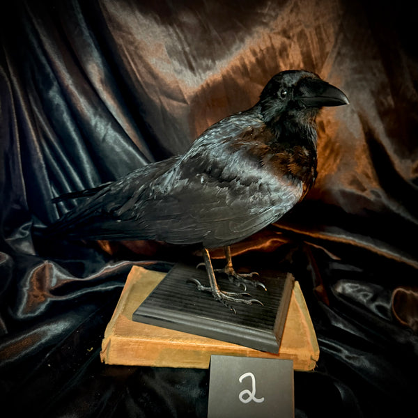 Item 2. Taxidermy crow