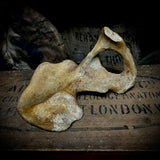 Human hip bone