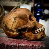 Human skull with mandible