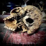 Human skull