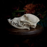 Dog Skull - “Mongrel” With Prominent Underbite