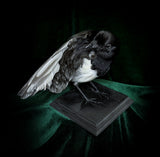 Taxidermy Magpie