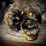Human skull with mandible