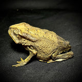 Item 13. Taxidermy toad