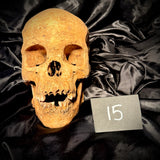 Item 15. Human skull with mandible