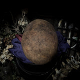 Human skull
