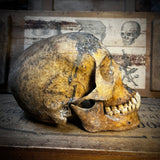 Human altar skull with mandible