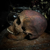 Human skull