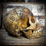 Human skull with mandible