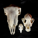 Item 19. Animal skull lot