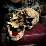Human skull with mandible