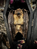 Taxidermy Fruit Bat - Mini Curio Coffin