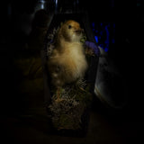 Taxidermy “Chick in mini coffin”
