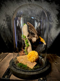 Item 4. Taxidermy manakin dome