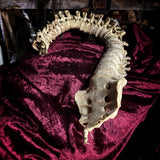 Adam Rouilly Articulated human spine and sacrum