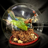 Item 12. Taxidermy tanager